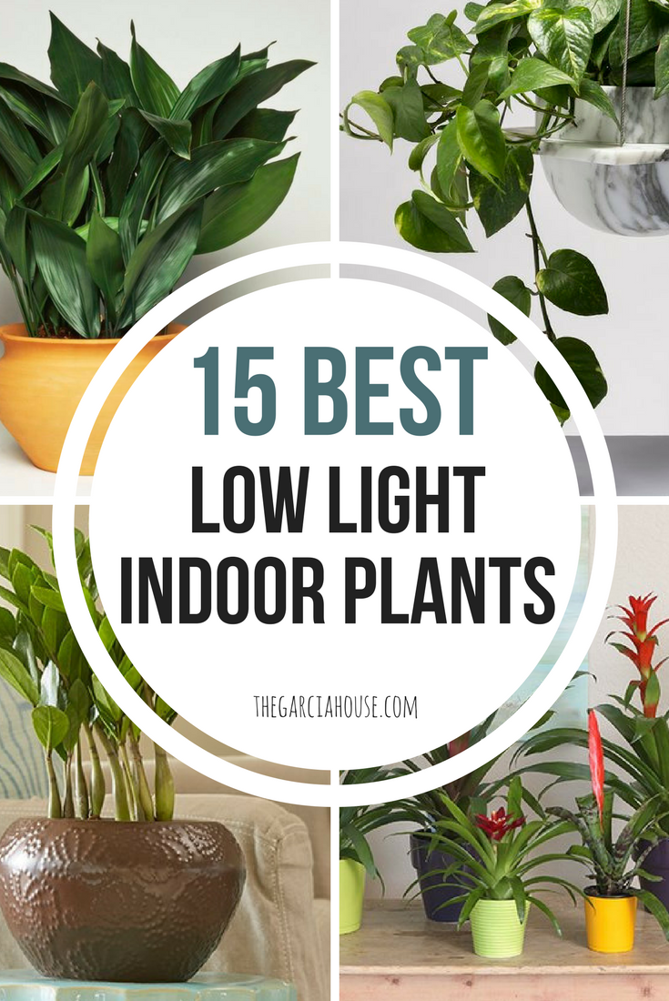 Great indoor plants low light
