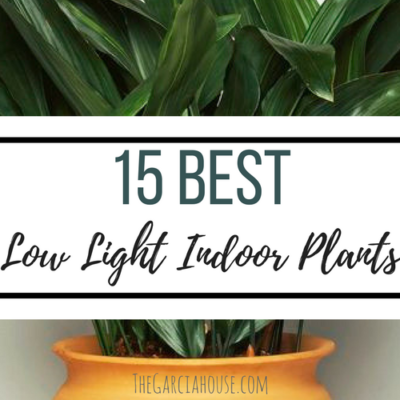 best low light house plants