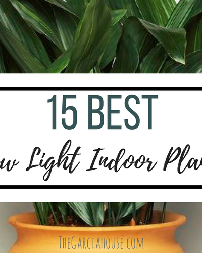 15 Best Low Light Indoor Plants