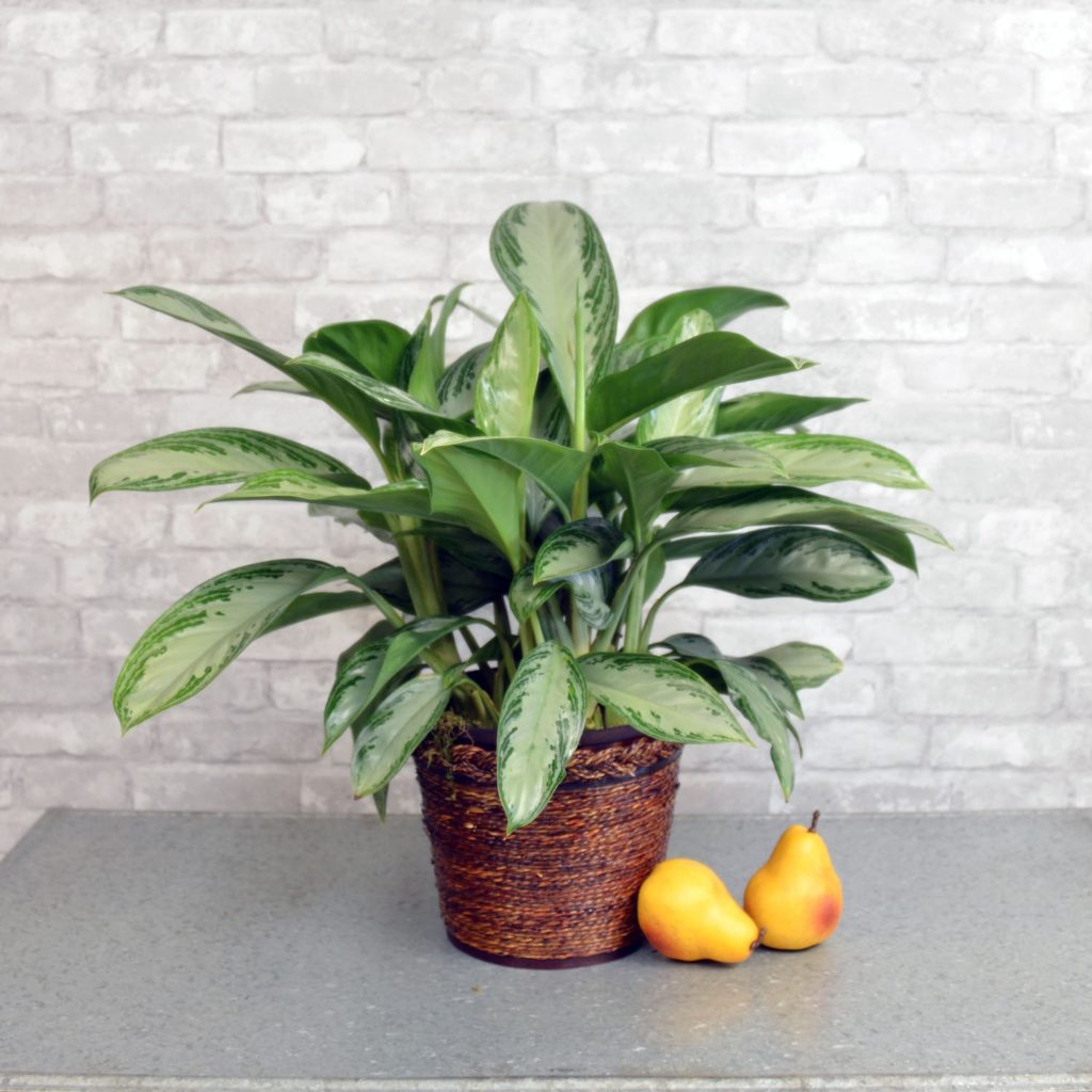 best low light indoor plants