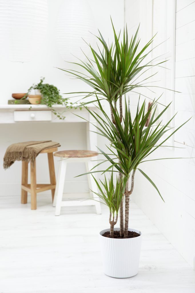 best low light indoor plants