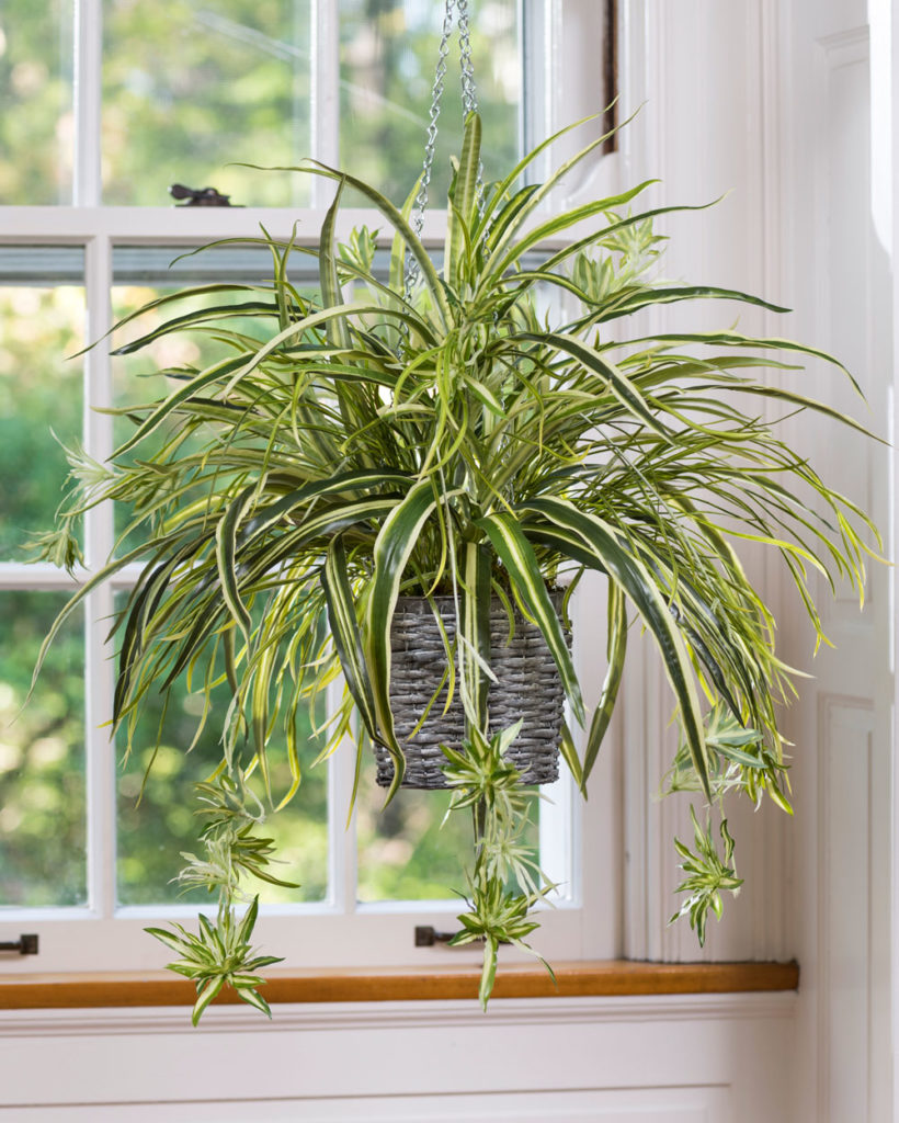 best low light indoor plants