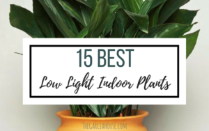 best low light house plants